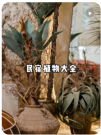 【民宿小叔】民宿用的高颜值植物